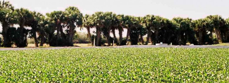 HydroMentia_webimg_020116_HomeTechWaterHyacinthScrubberadj